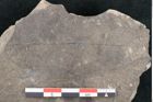 Foto (Detailansicht) von Ficus tenuinervis Ettingshausen (NHMW-GEO-2024-0188-8062a)